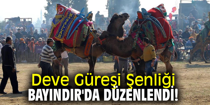 Deve Güreşi Şenliği Bayındır'da düzenlendi!