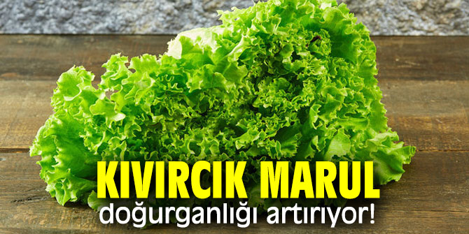 Kıvırcık marulun doğurganlığı artırdığı açıklandı!