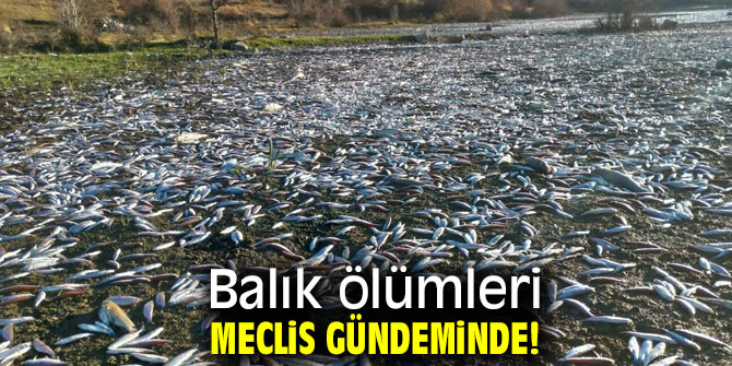 Murat Bakan balık ölümlerini meclis gündemine taşıdı!