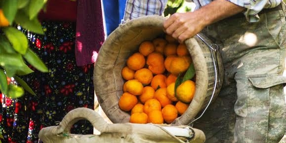 Satsuma mandalina ihracatında Rusya coşkusu yaşanıyor