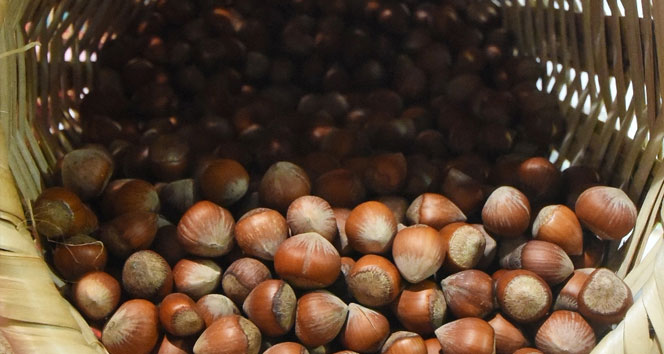 Fındık fiyatı düşünce, üretici ‘elde tutma’ kararı aldı