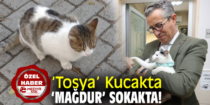 ‘Tosya’ Kucakta, ‘Mağdur’ Sokakta!
