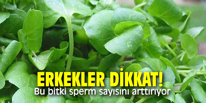Erkekler dikkat! Bu bitki sperm sayısını arttırıyor