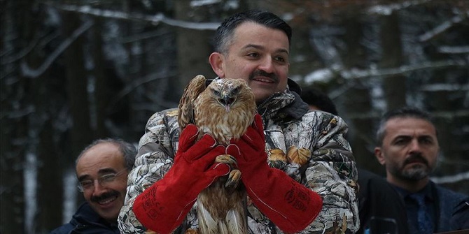 Abant'ta vaşak ile 3 şahini doğaya bıraktı