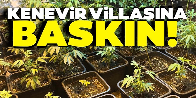 Villa bahçesinde esrar ürettiler!