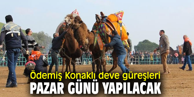 Geleneksel Deve Güreşi Festivali Ödemiş'te başlıyor