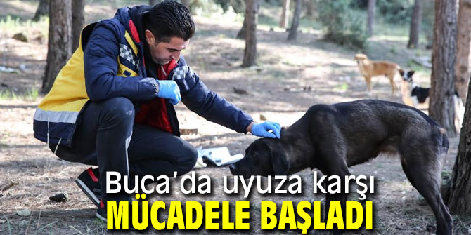Buca’da uyuza karşı mücadele başladı