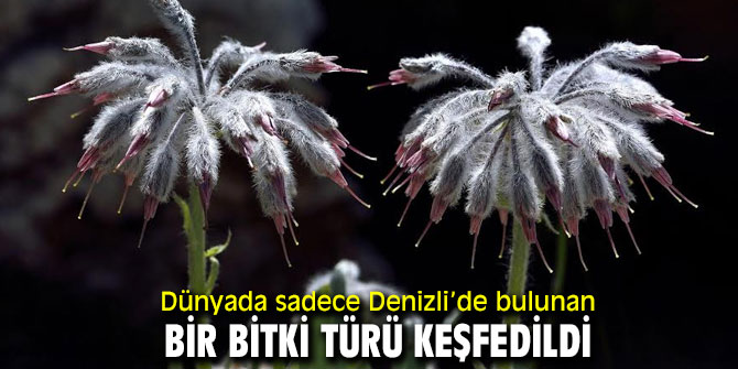Dünyada sadece Denizli’de bulunan bir bitki türü keşfedildi