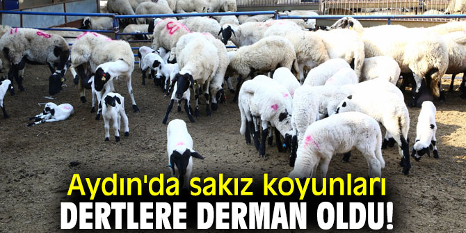 Aydın'da sakız koyunları hızla çoğalmaya devam ediyor