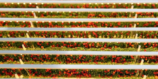 Çölde 1 günde 1 ton domates yetiştirilecek!