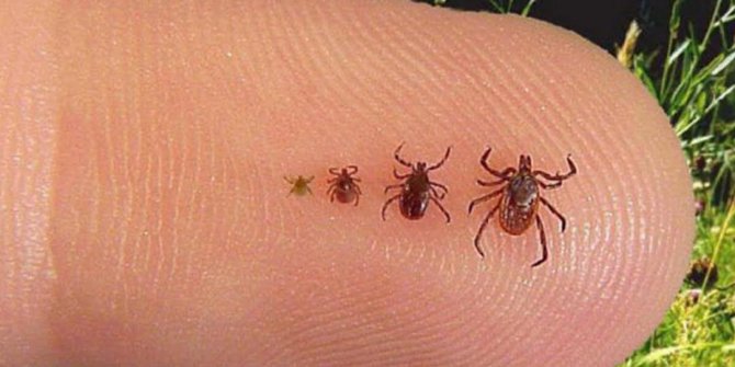 Lyme hastalığı kenelerle bulaşıyor…