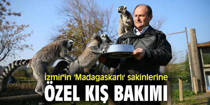 Doğal Yaşam Parkı'ndaki lemurlara özel kış bakımı