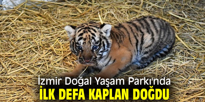 İzmir Doğal Yaşam Parkı'nda ilk defa kaplan doğdu