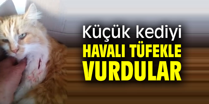 Küçük kediyi havalı tüfekle vurdular!