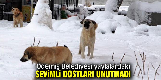 Ödemiş Belediyesi yaylalardaki sevimli dostları unutmadı
