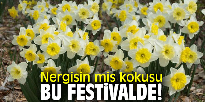 Karaburun Belediyesi, “3. Karaburun Nergis Festivali”ne ev sahipliği yapacak!