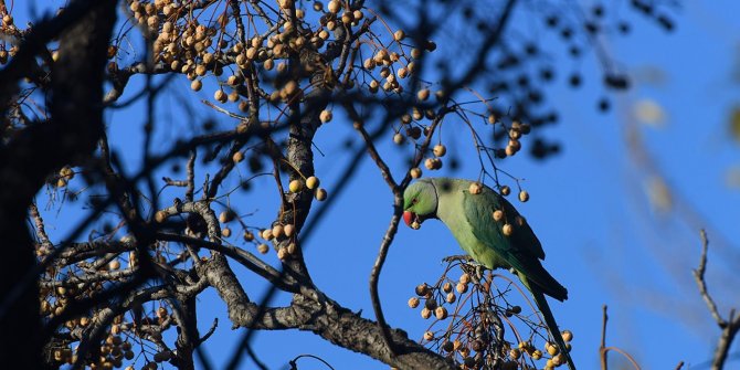 Ege Üniversitesi kampüsünün ‘yeşil’ misafirleri: Yeşil Papağanlar