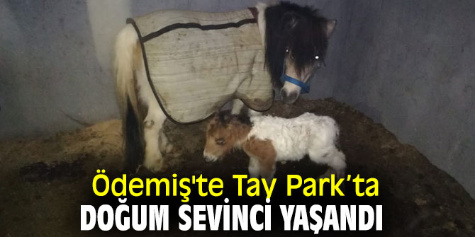 Ödemiş'te Tay Park’ta doğum sevinci yaşandı