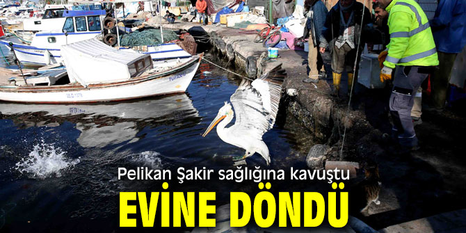 Pelikan Şakir artık sağlıklı!