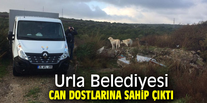 Urla Belediyesi sokak köpeklerine sahip çıktı!
