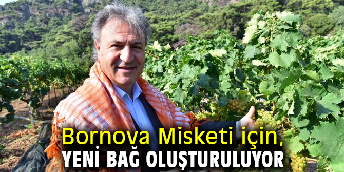 Bornova Misketi için 11 dönümlük arazide yeni bağ oluşturuluyor