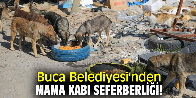 Buca Belediyesi'den sokak hayvanı hamlesi