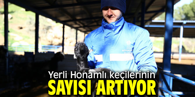 Aydın Büyükşehir Belediyesi’nden yerel hayvancılığa destek