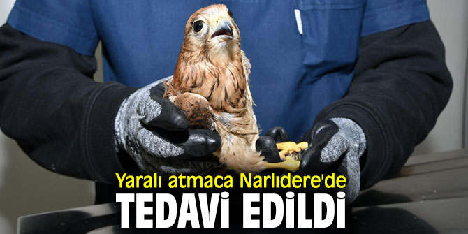Narlıdere Belediyesi, yaralı atmacayı tedavi etti!