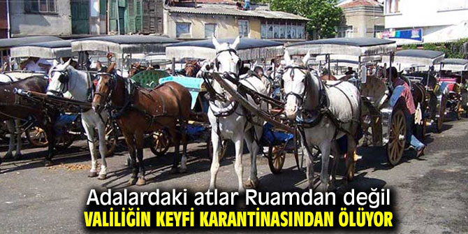 Adalardaki atların ölüm sebebi Ruam değil!