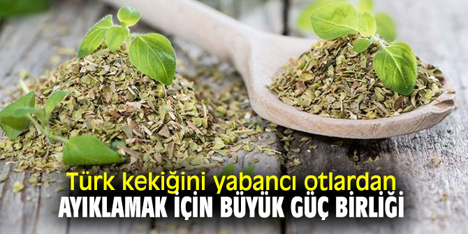 Türk kekiğini yabancı otlardan ayıklamak için büyük güç birliği