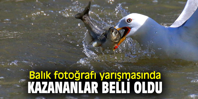 Balık fotoğrafı yarışmasının kazananları açıklandı