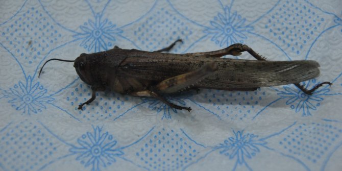 İran’ı istila eden çekirge Yüksekova’da 