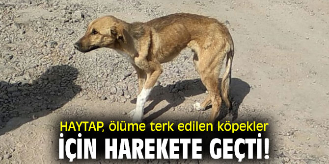 HAYTAP, ölüme terk edilen köpekler için harekete geçti!