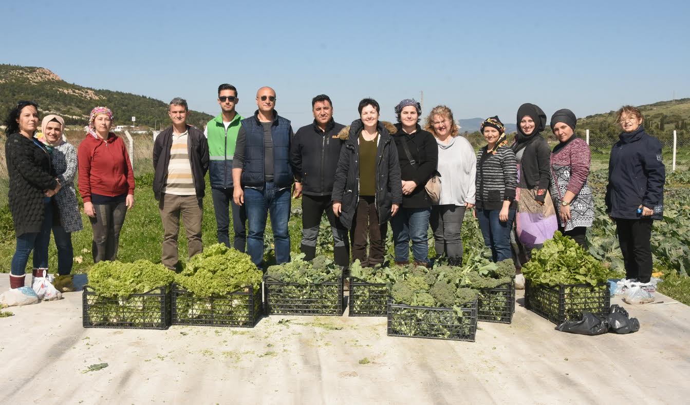 ALİAĞALI KADIN ÇİFTÇİLERDEN İLK HASAT