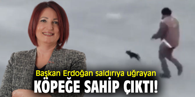 Başkan Erdoğan saldırıya uğrayan köpeğe sahip çıktı!