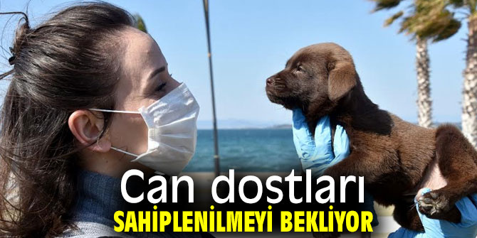  Can dostları sahiplenilmeyi bekliyor