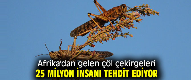 Çöl çekirgeleri 25 milyon insanı tehdit ediyor