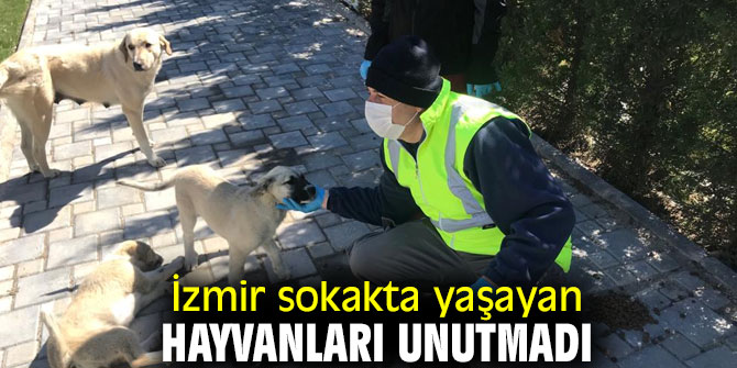 Büyükşehir 11 merkez ilçede mama dağıtıyor