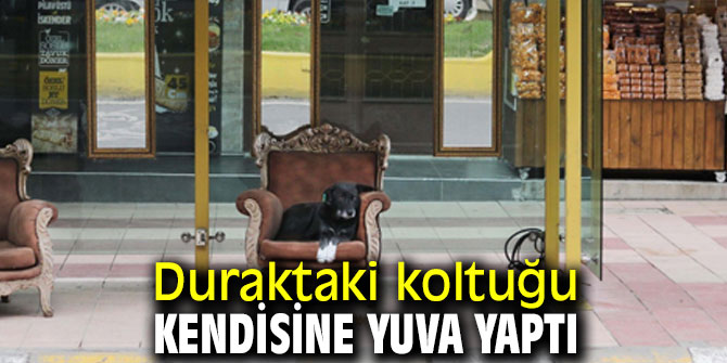 Duraktaki koltuğu kendisine yuva yaptı