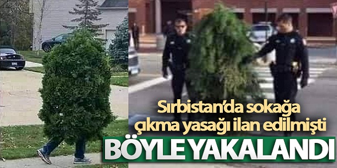 Sokağa çıkma yasağını delen 'ağaç' yakalandı