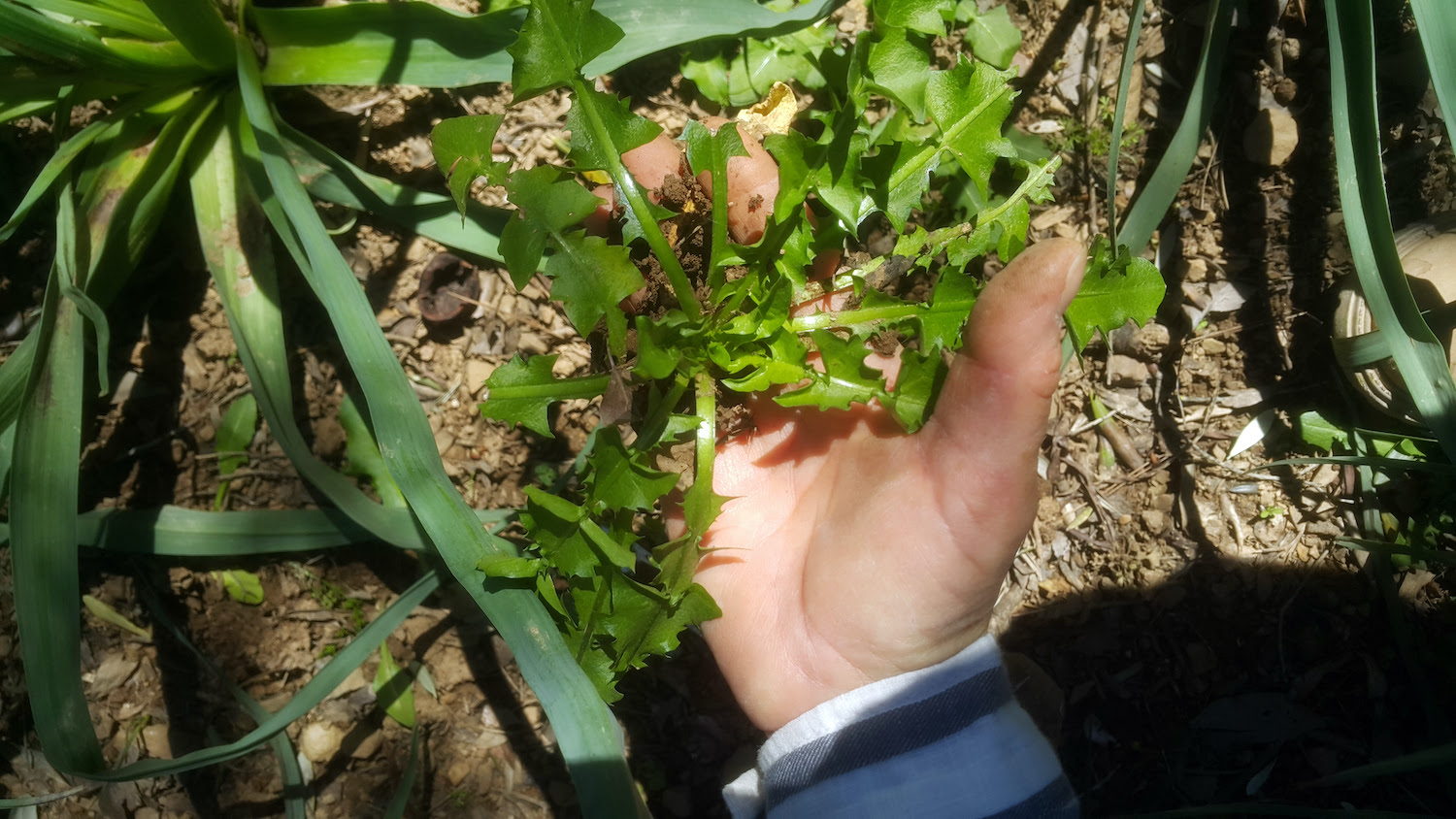 Alaçatı mutfağa giriyor