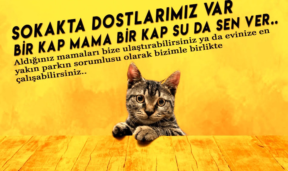 CHP’Lİ GENÇLER SOKAK HAYVANLARI İÇİN KAMPANYA BAŞLATTI