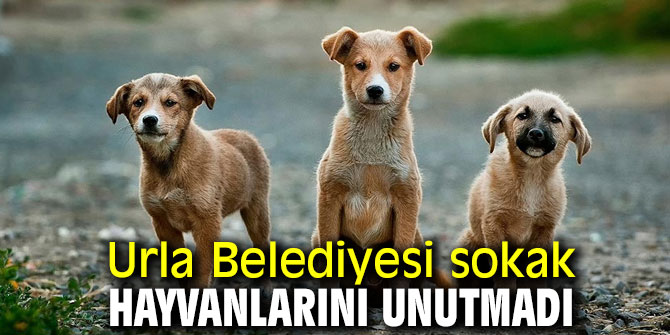Urla Belediyesi sokak hayvanlarını unutmadı 