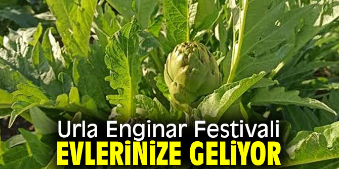 Urla Enginar Festivali evlerinize geliyor