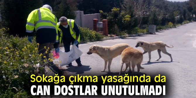 Sokağa çıkma yasağında da can dostlar unutulmadı