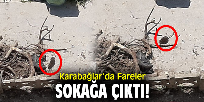 Karabağlar‘da Fareler Sokağa Çıktı!