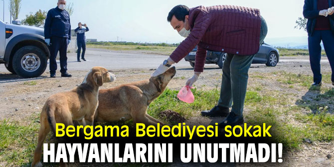 Bergama Belediyesi sokak hayvanlarını unutmadı!