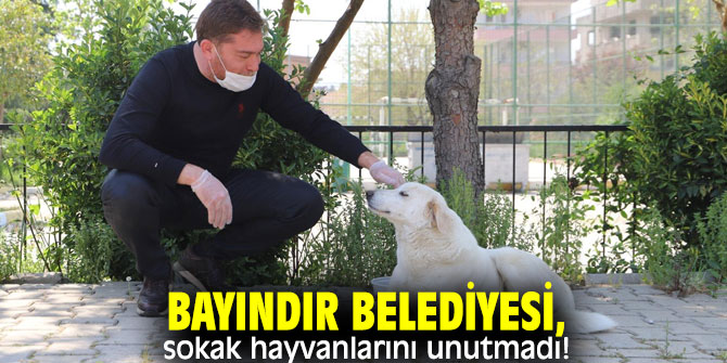 Bayındır Belediyesi, sokak hayvanlarını unutmadı!