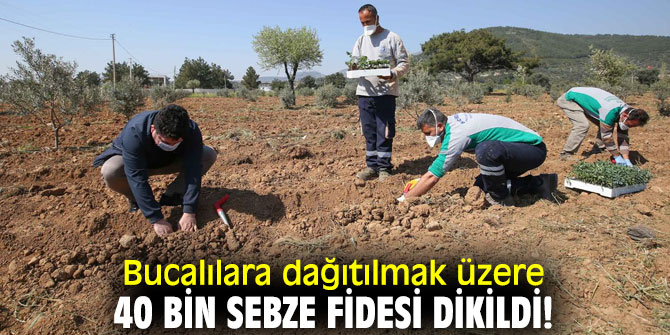 Bucalılara dağıtılmak üzere 40 bin sebze fidesi dikildi!