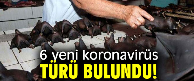 6 yeni koronavirüs türü bulundu!